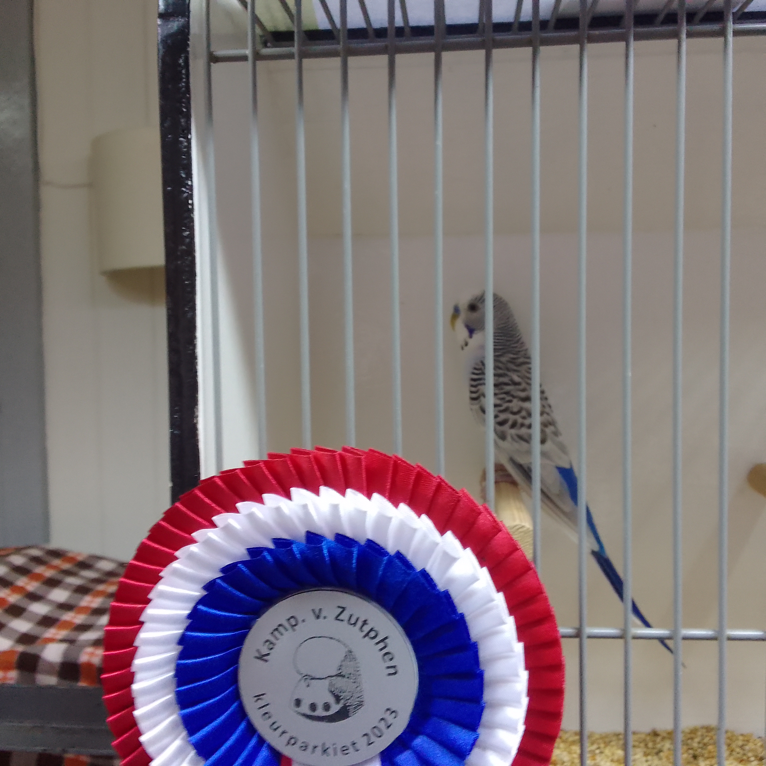 De kampioen bij de Kleurparkieten. van Freddie. Een man Pall. Violet